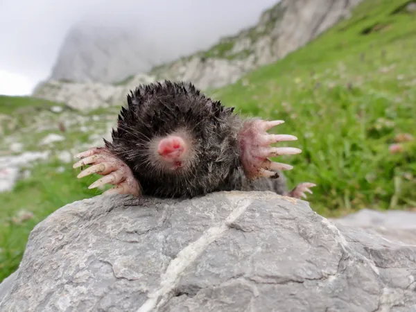 Maulwurf - leider ein totes Exemplar