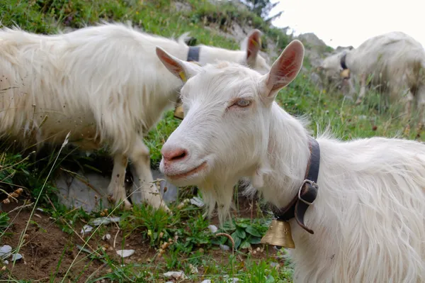Betretenes Schweigen und Nachdenken bei den Geissen auf der Alp Hütten