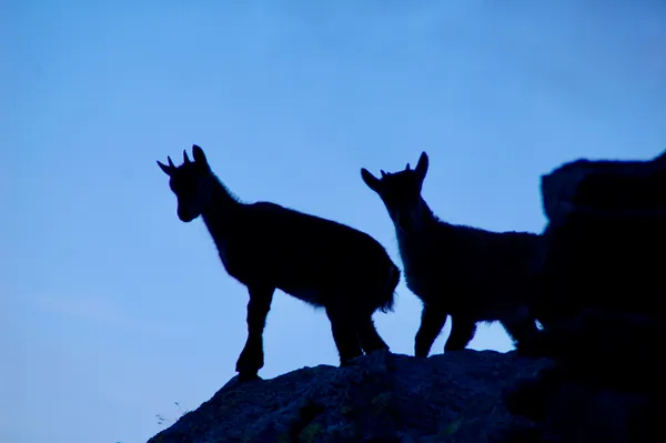 Der Nachwuchs im Gegenlicht