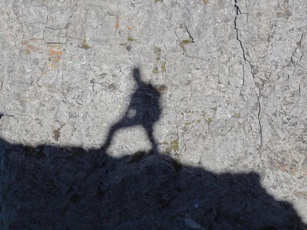 Mein treuer Begleiter