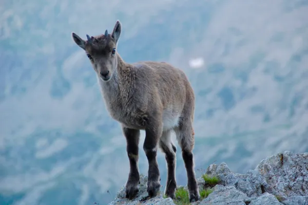 Aufmerksam und scheu