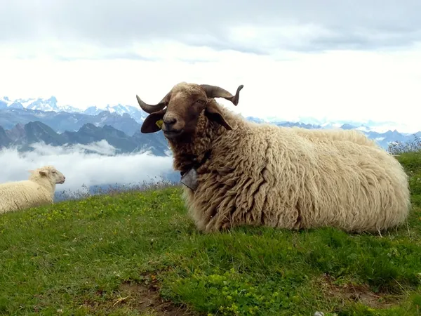Stolze Schafe auf dem Lisengrat