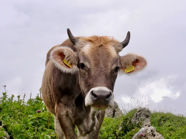 Neugieriges Rind