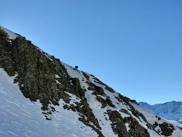 Eine Gämse beobachtet uns