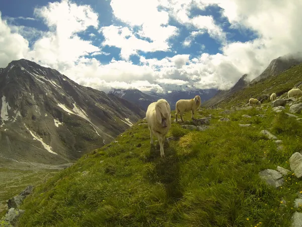 Langohr-Schafe auf der Almagelleralp