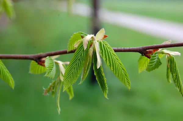 Es spriesst überall