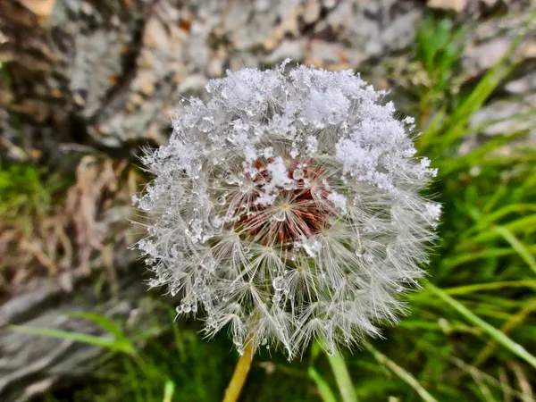Löwenzahn mit Schnee