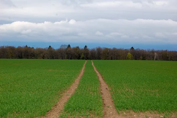 Symmertrie auf den Äckern von Monniaz