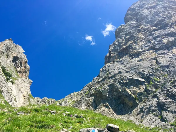 Blick nach oben: Neugierige Steinböcke