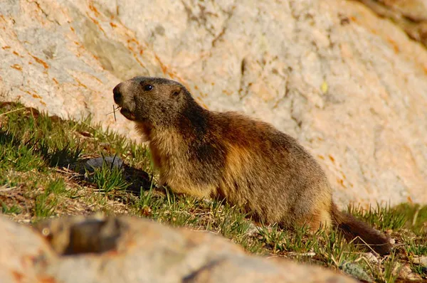 Fressen - aufpassen - fressen - aufpassen