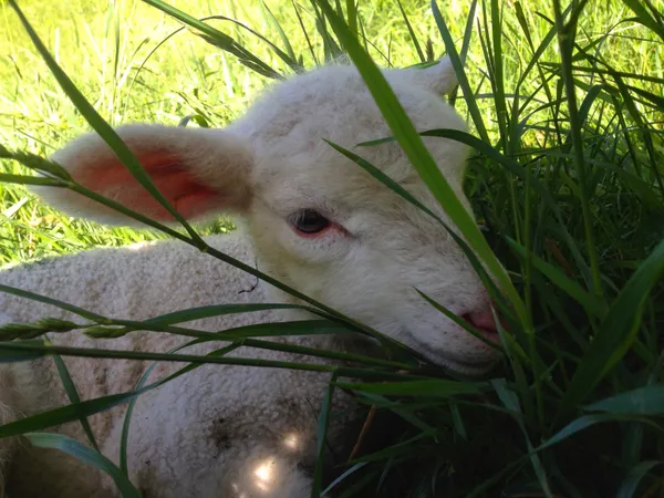 Junges Lamm, noch etwas unsicher auf den Beinen