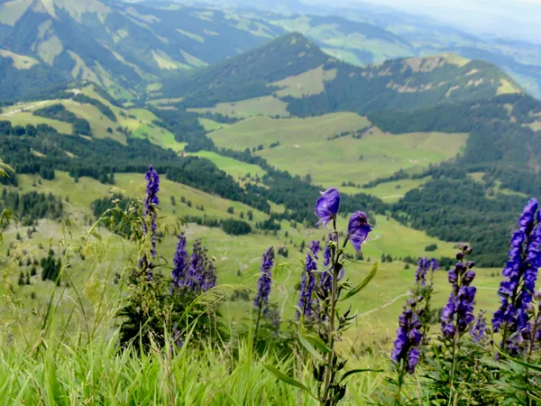 Botanik auf der Chammhaldenroute