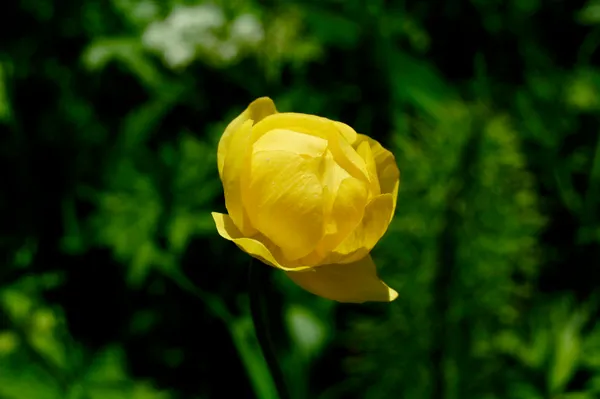 Ankeballe (Trollblume)