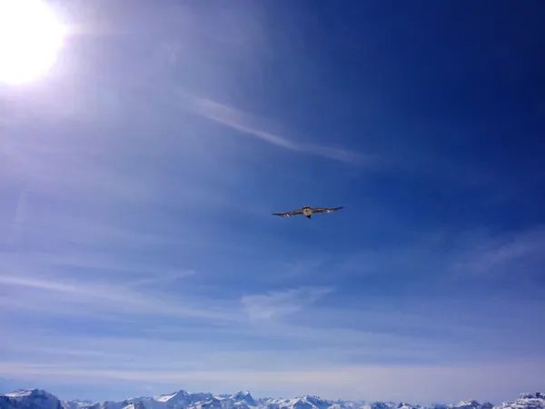 Plötzlich taucht ein Bartgeier auf