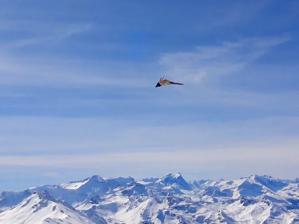 Das muss ein Bartgeier sein