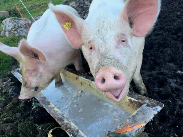 Glückliche Schweine