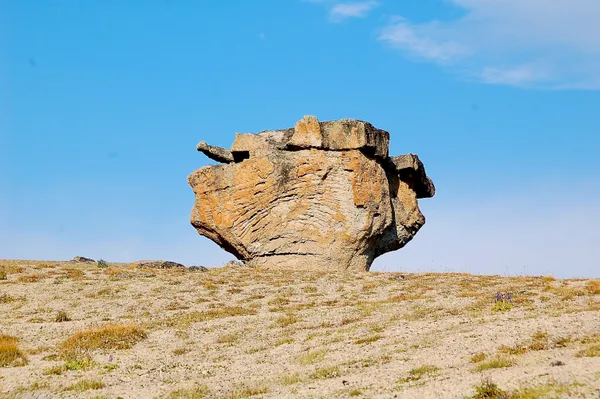 Einer der Steinpilze. Leider ungeniessbar.