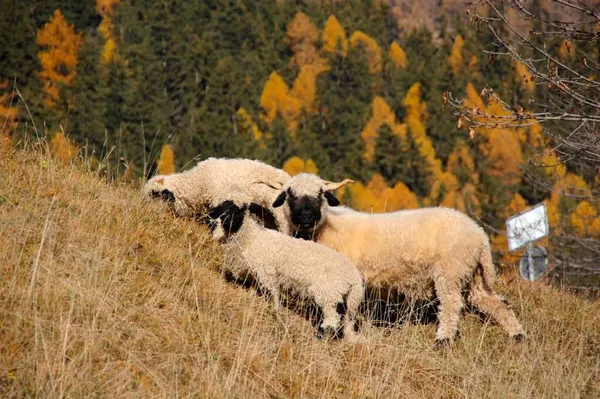 Walliser Schwarznasen 