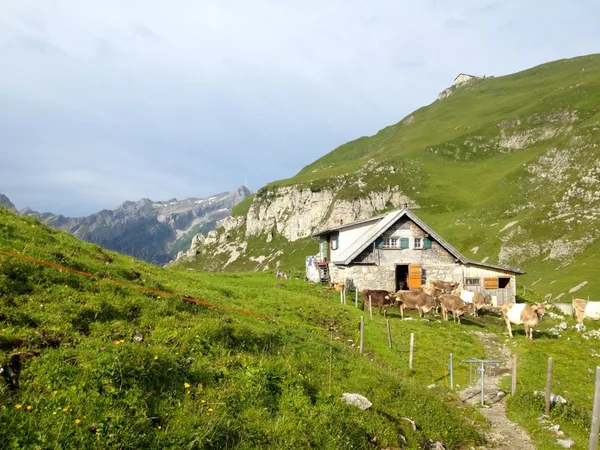 Alp Chlus zwischen Ebenalp und Schäfler