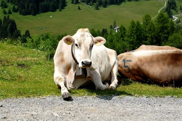 Friede, Freude, Eierkuchen auf der Alp digl Chants