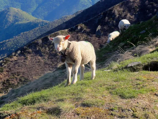 Am Abend kommen die Schafe zur Hütte runter
