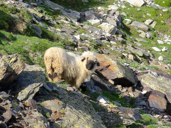 Schwarznasenschaf bei der Hütte