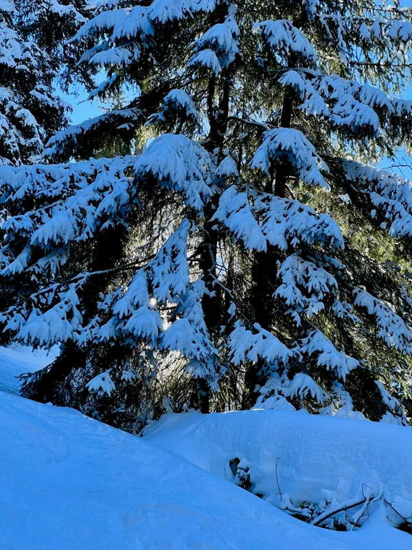 Die Sonne dringt durch die verschneiten Tannen