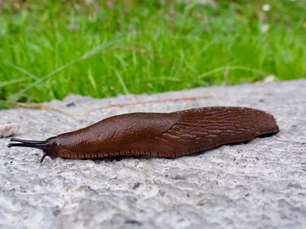 Eine Nacktschnecke am Wegesrand