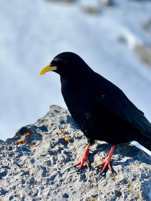 Die Dohlen zeigen wenig Scheu