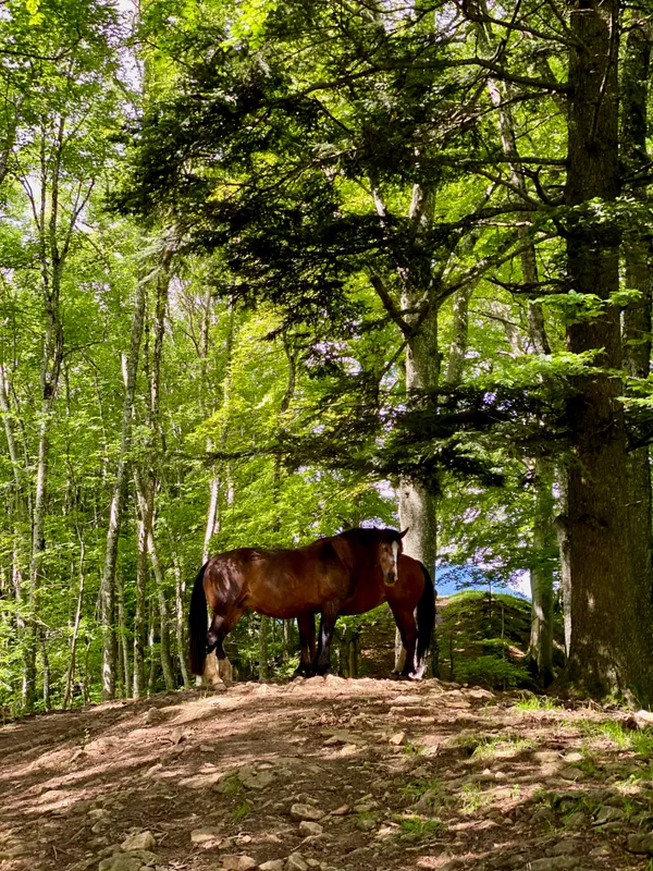 Pferde suchen sich Schatten im Wald