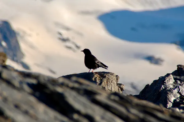 Besuch beim Biwak – eine Alpendohle