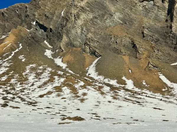 Gämsen unterhalb des Gemschbergs