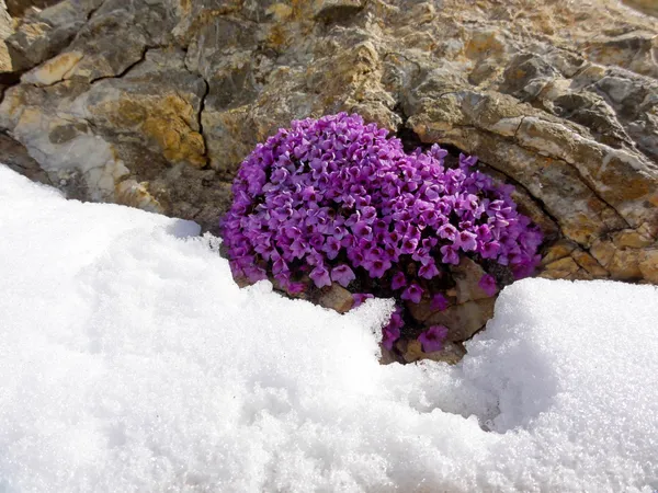 Ein Hauch Frühling auf 3000m