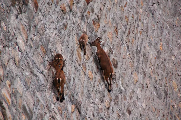 Steinböcke an der Staumauerwand am Lago di Cingino