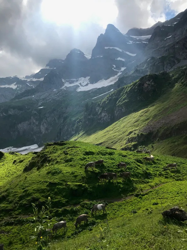 Nach dem Melken gehen die Kühe auf die Nachtweide