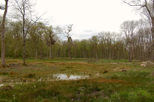 Moorlandschaft in den 'les grands bois' bei Jussy