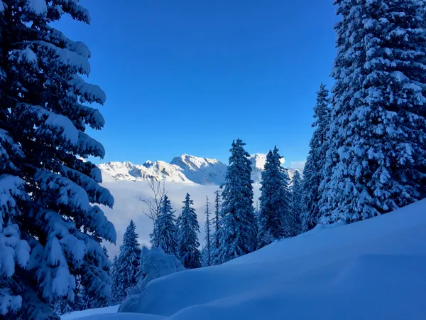 Zwischen den verschneiten Tannen: Säntis