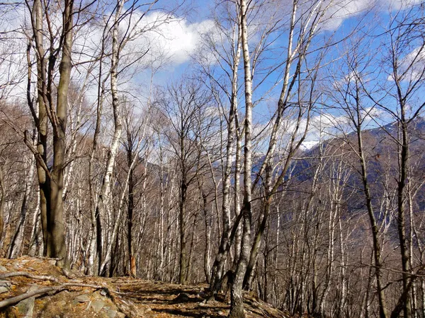 Lichte Birkenwälder