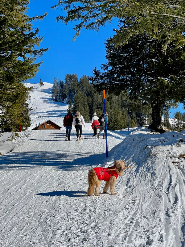 Müsliegg - hier folgt man dem Winterwanderweg