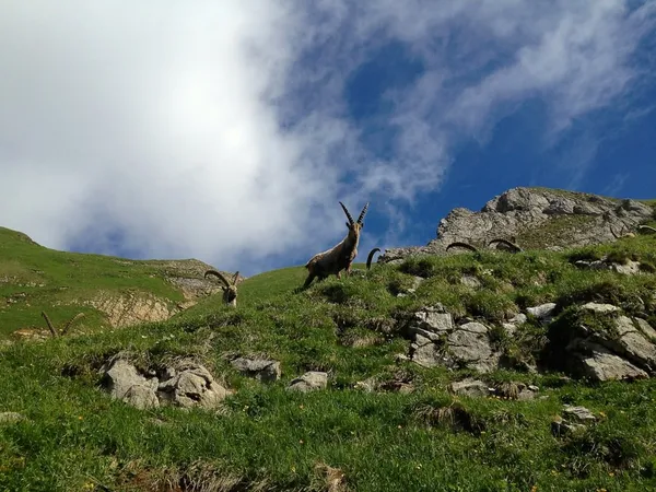 Steinböcke unterhalb des Rotsteinpass