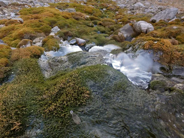 Moos, Wasser und Eis