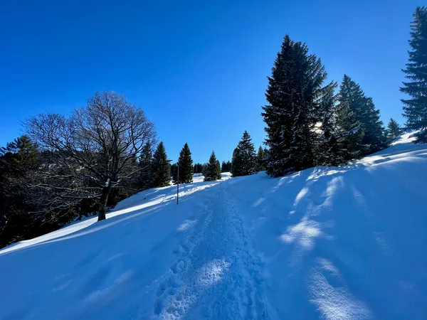 Bald bei der Holzegg