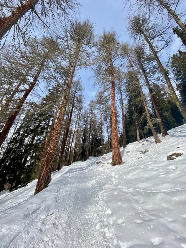Aufstieg durch Arvenwälder zur Alp Sura