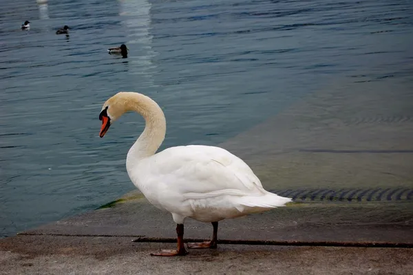 E Schwan so wiss wie Schnee