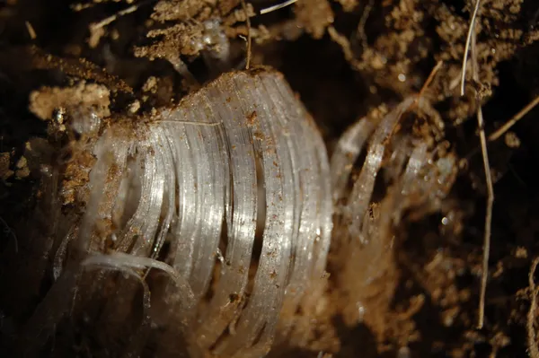 Kammeis wächst aus dem Boden