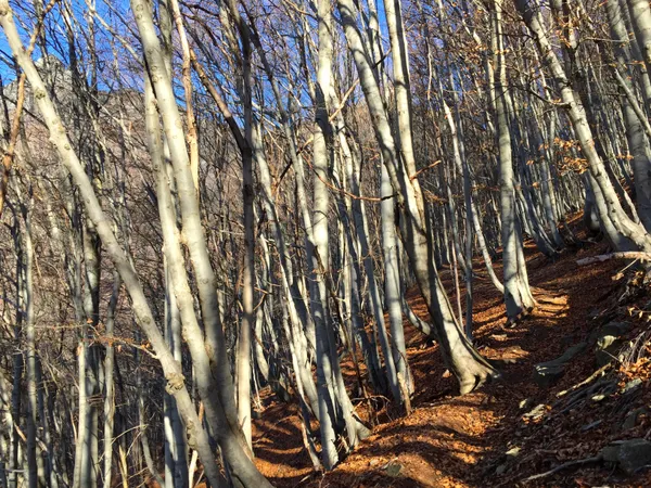 Ich sehe vor lauter Bäumen den Wald kaum mehr