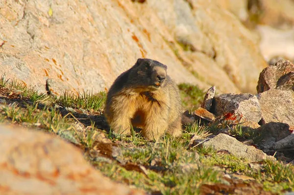Schon ziemlich feiss, der Zeitgenosse