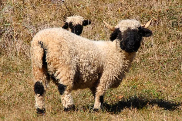 Walliser Schwarznasen 